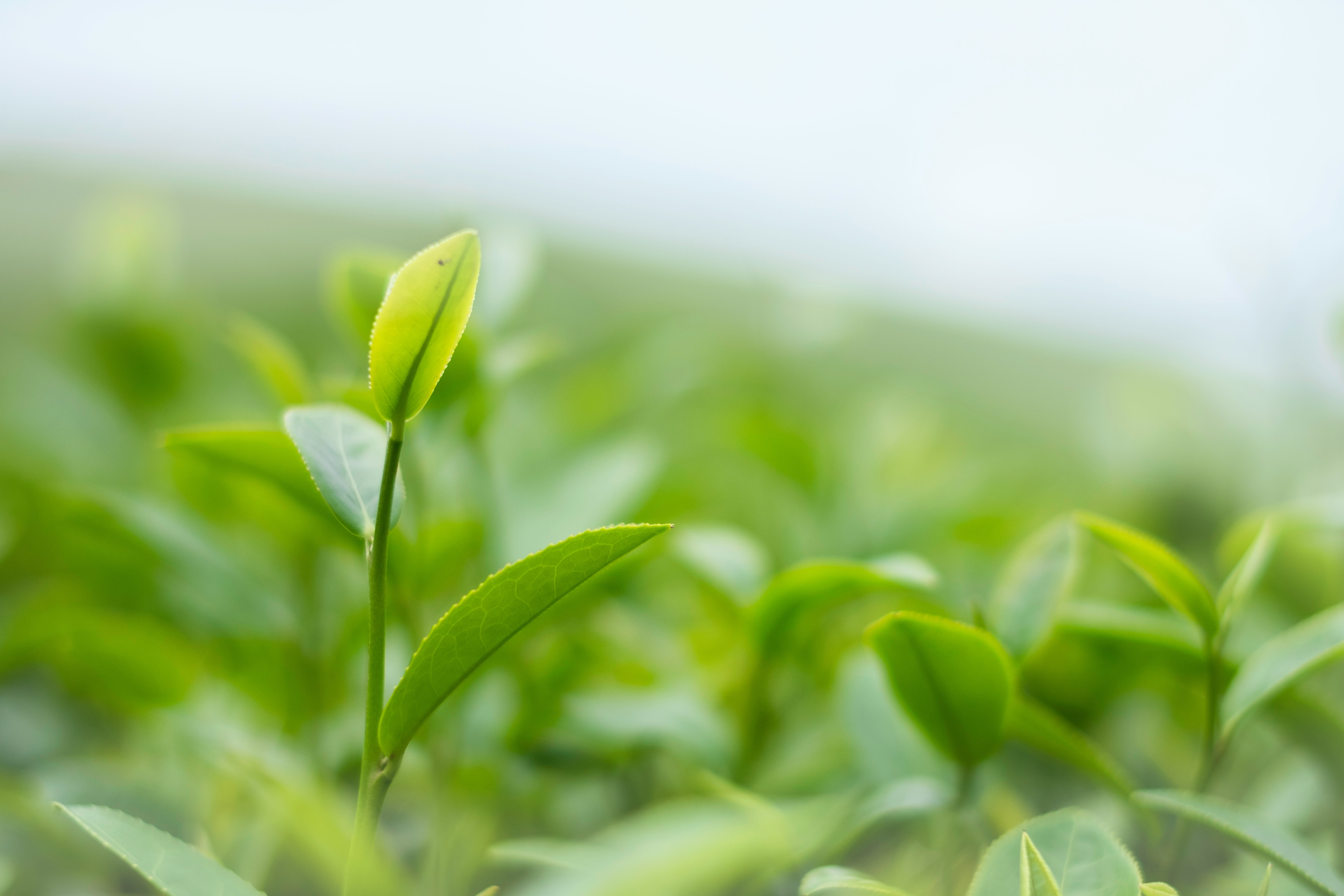 First Quarter Portfolio Insights: Spring Forward, Fall Back